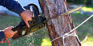 Reliable Roanoke, AL  Tree Services Solutions