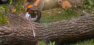 Best Fruit Tree Pruning  in Roanoke, AL